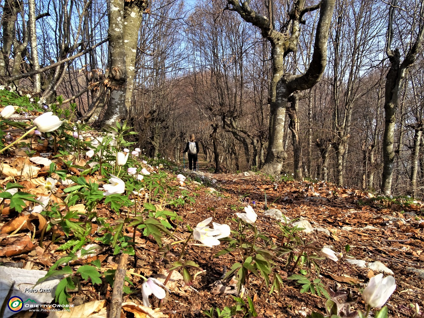 21 Anemone dei boschi (Anemonoides nemorosa) tra filari di piante.JPG